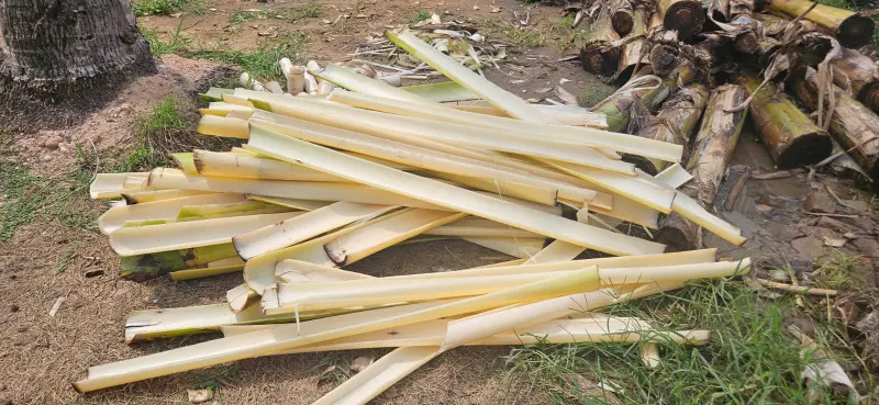 Banana pseudostem strips prepared for fiber extraction