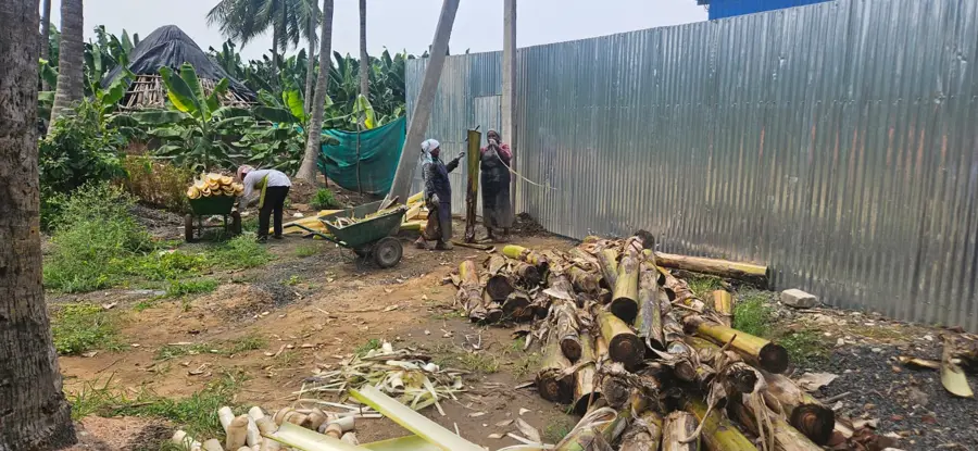 Banana fiber processing area near banana farms